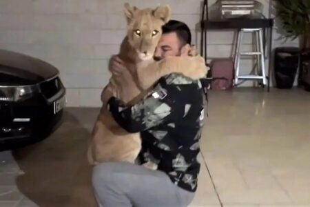 تایید خبر مرگ توله شیر امیر علی‌اکبری؛ ماجرا چیست؟