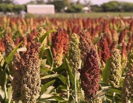 ضوابط جدید برای واردات دانه سورگوم از روسیه ابلاغ شد