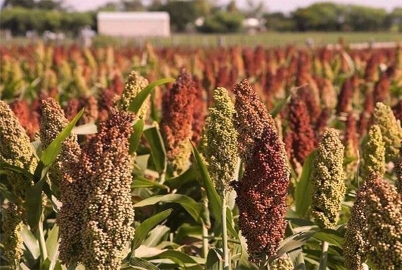 ضوابط جدید برای واردات دانه سورگوم از روسیه ابلاغ شد
