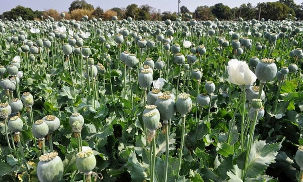 این هشدار را جدی بگیرید؛ کشت خشخاش در ایران دردسر ساز می‌شود
