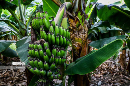 تولید موز در کشور به نصف واردات رسید/ آغاز صادرات مرکبات به چین