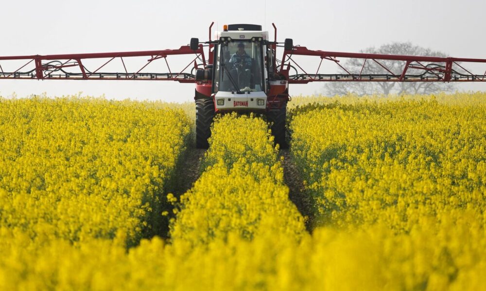 ۹۷ درصد مطالبات کلزاکاران پرداخت شد/ پیش بینی تولید ۴۰ هزار تن دانه سویا