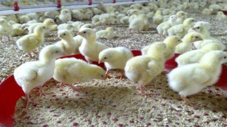 افزایش جوجه ریزی برای تامین ذخایر استراتژیک در شش ماهه دوم سال ۱۴۰۴