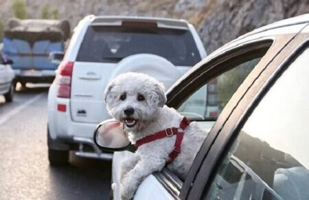 با سگ گردانی و شلوارک پوشی برخورد کنید