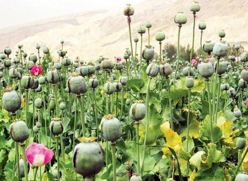 کشت خشاش در ایران؛ ماجرای تولید مواد مخدر در کشور چیست؟