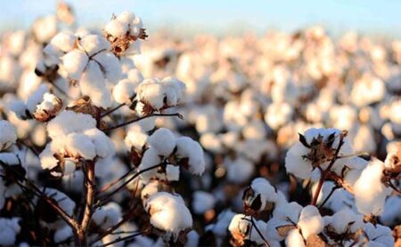 معرفی ارقام جدید پنبه مقاوم به کم‌آبی، گامی در جهت افزایش بهره‌وری تولید