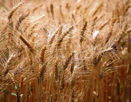 قیمت خرید تضمینی گندم هفته آینده تعیین می شود