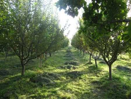 باغ‌های شهریار؛ داغ‌های حاشیه‌نشینی تاول می‌زند