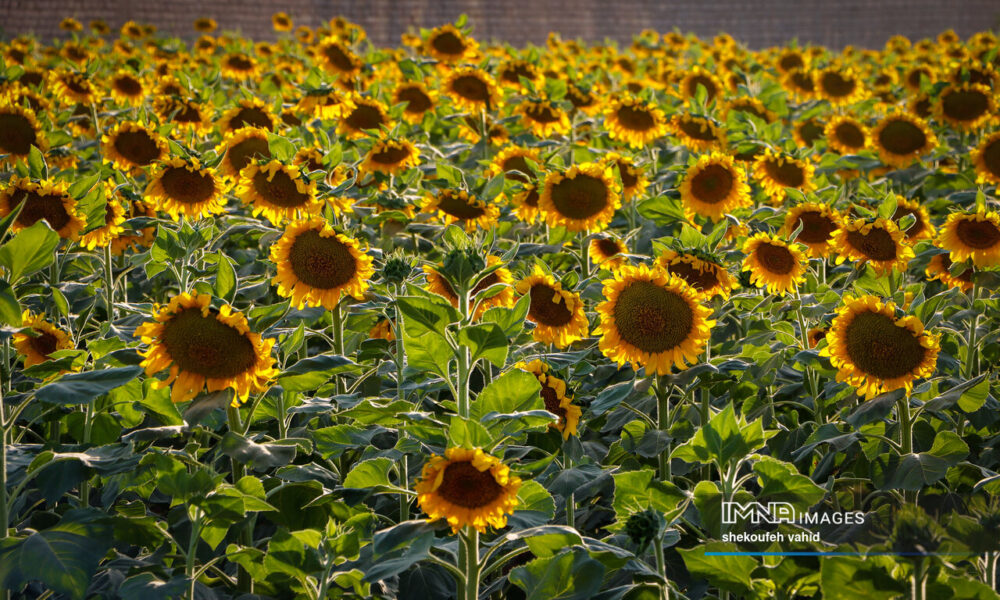 مزرعه گل آفتابگردان مزرعه گل آفتابگردان