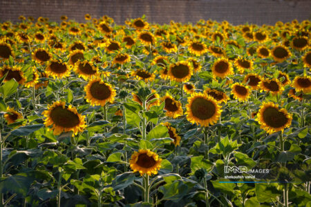 مزرعه گل آفتابگردان
