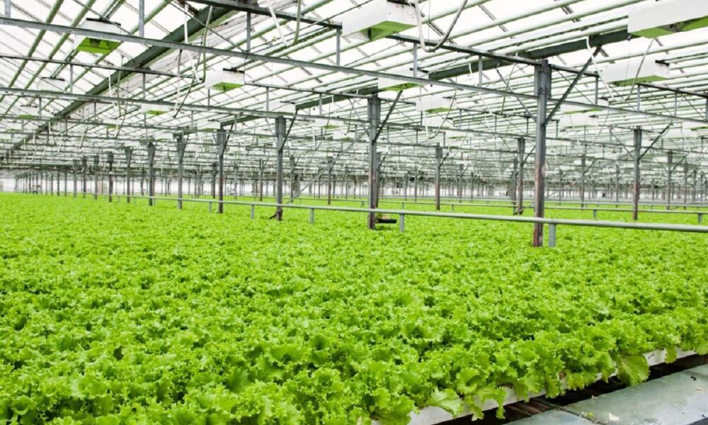 تولیدات گلخانه‌ای؛ نسخه نجات کشاورزی ایران در بحران کم‌آبی
