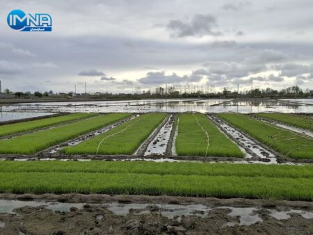 پیش بینی تولید ۱.۸ میلیون تن برنج در سال جاری پیش بینی تولید ۱.۸ میلیون تن برنج در سال جاری