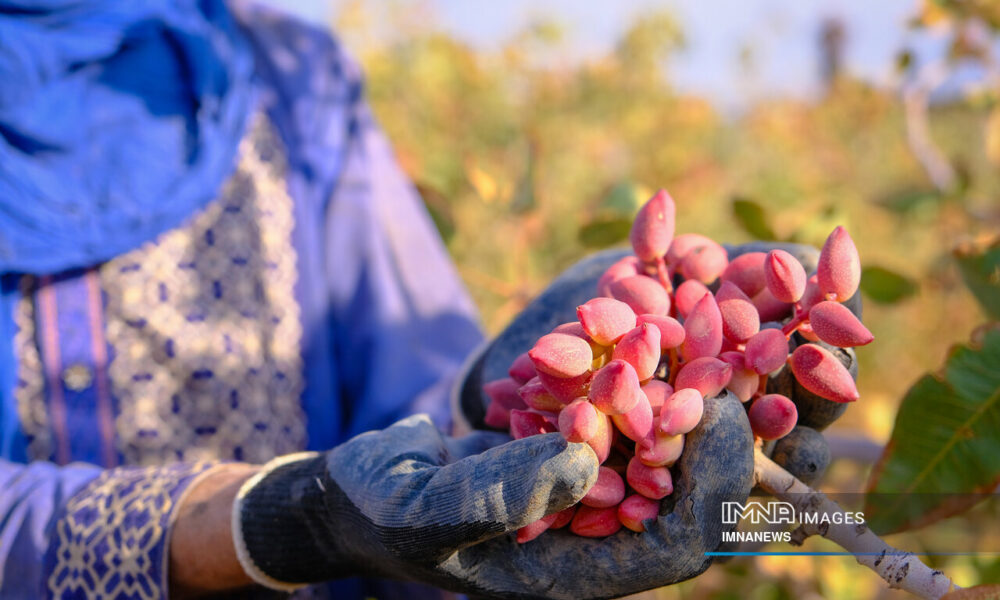 ۱.۶ میلیارد دلار ارزآوری پسته در سال ۱۴۰۳ / گسترش بازارهای صادراتی با فرآوری پسته ۱.۶ میلیارد دلار ارزآوری پسته در سال ۱۴۰۳ / گسترش بازارهای صادراتی با فرآوری پسته