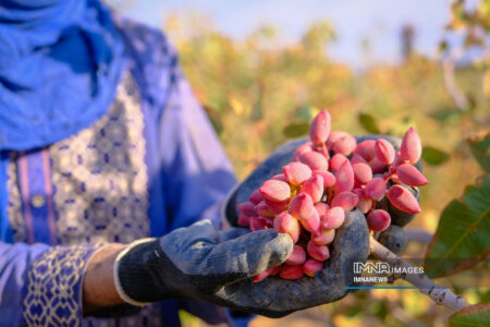 ۱.۶ میلیارد دلار ارزآوری پسته در سال ۱۴۰۳ / گسترش بازارهای صادراتی با فرآوری پسته