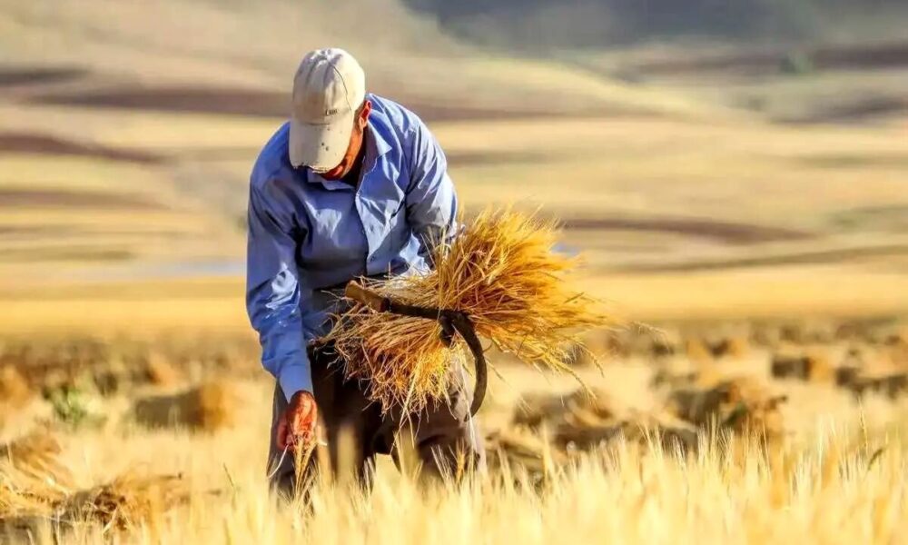 کشاورزی و سفره مردم چشم‌انتظار تصمیم تازه درباره قیمت گندم
