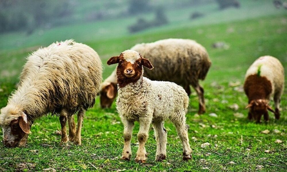 ارزش ۱۶ میلیارد دلاری تولیدات دامی کشور/ نقش اثرگذار دامپزشکی در اقتصاد کشور ارزش ۱۶ میلیارد دلاری تولیدات دامی کشور/ نقش اثرگذار دامپزشکی در اقتصاد کشور
