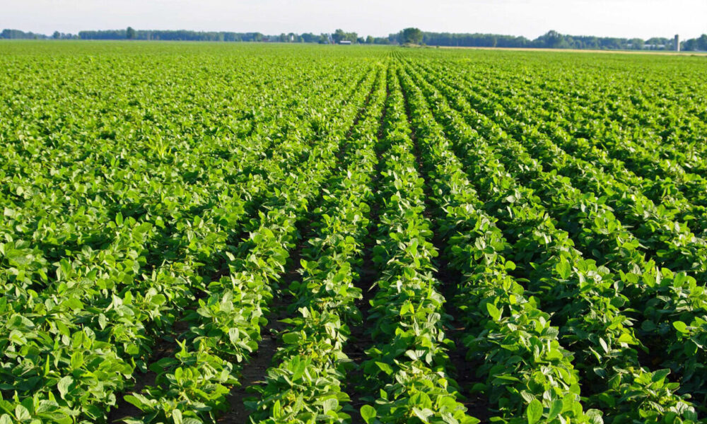 پیش بینی تولید ۶۵۰ هزار تن حبوبات در کشور پیش بینی تولید ۶۵۰ هزار تن حبوبات در کشور