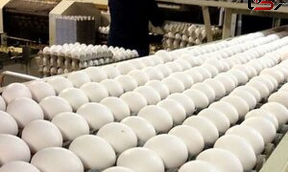 قیمت مصوب هر کیلوگرم تخم مرغ ۷۷ هزار تومان ابلاغ شد قیمت مصوب هر کیلوگرم تخم مرغ ۷۷ هزار تومان ابلاغ شد