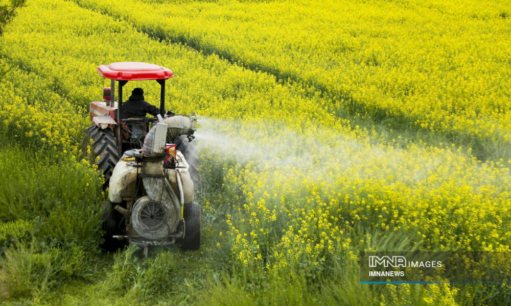 پیش‌بینی کشت ۲۳۰ هزار هکتار کلزا در سال زراعی جاری