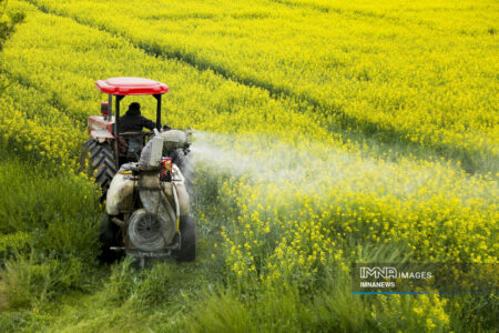 پیش‌بینی کشت ۲۳۰ هزار هکتار کلزا در سال زراعی جاری
