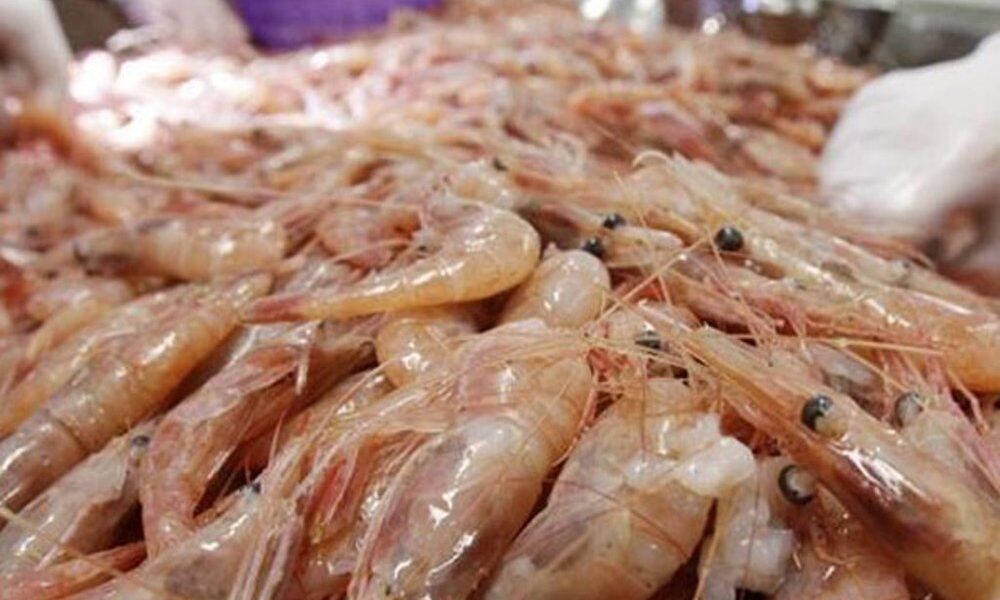 پیش‌بینی تولید ۵۰ هزار تن میگوی پرورشی در سال ۱۴۰۴