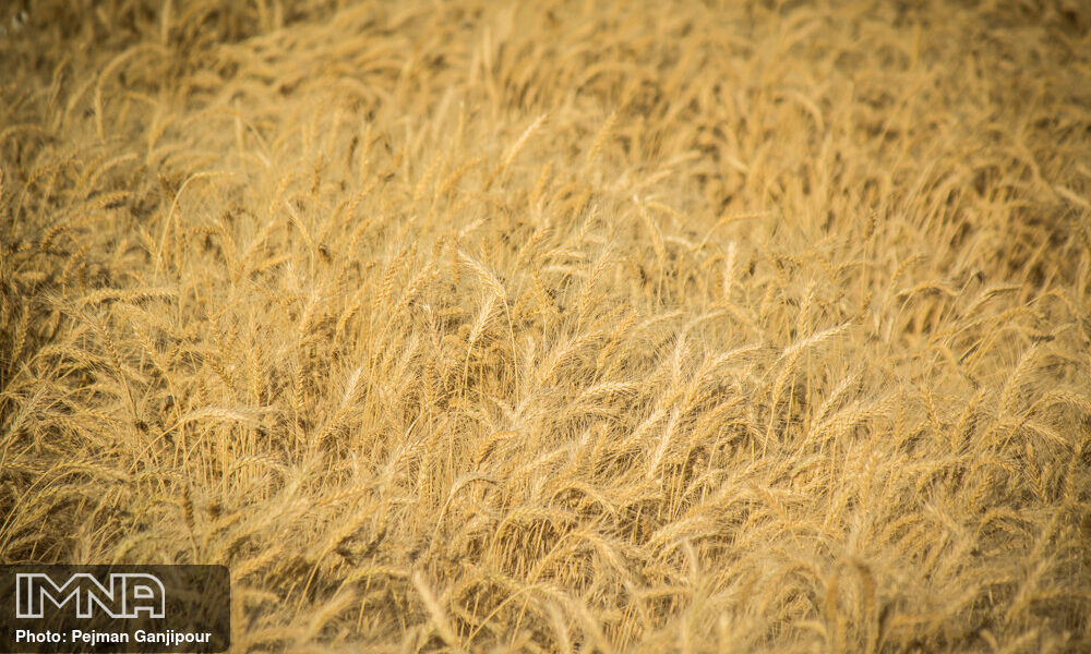 ۹۵ درصد مطالبات گندمکاران پرداخت شد