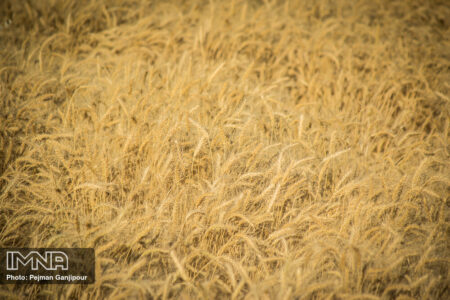 ۹۵ درصد مطالبات گندمکاران پرداخت شد