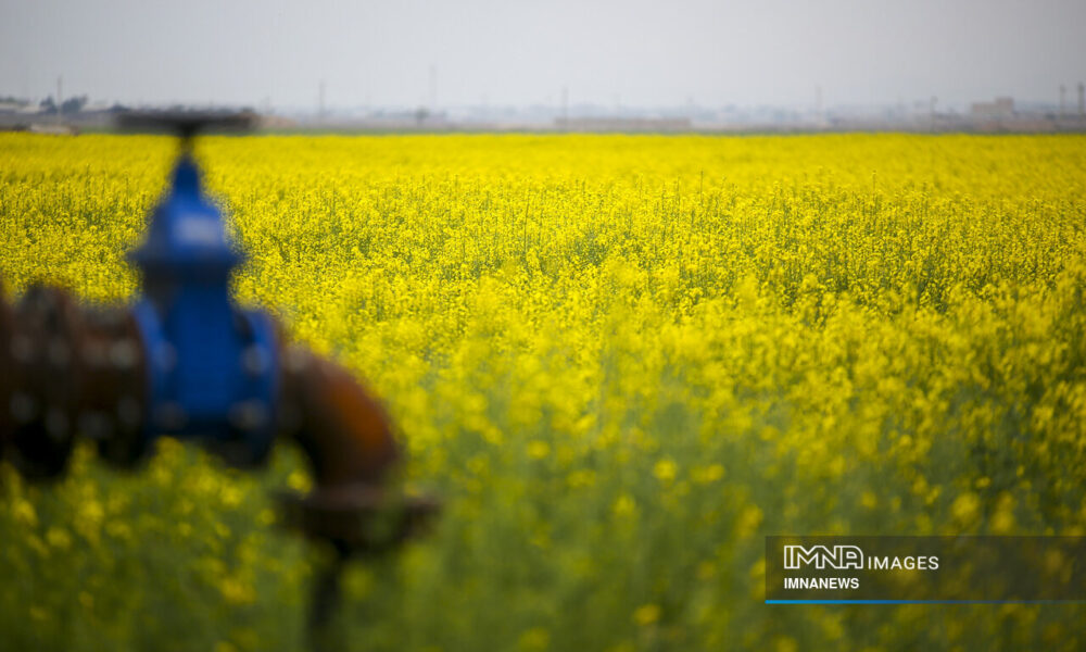 سال طلایی خرید تضمینی دانه‌های روغنی / شرط تخصیص ارز، خرید محصول داخلی شد