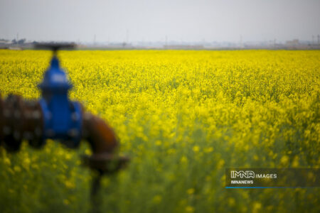 سال طلایی خرید تضمینی دانه‌های روغنی / شرط تخصیص ارز، خرید محصول داخلی شد