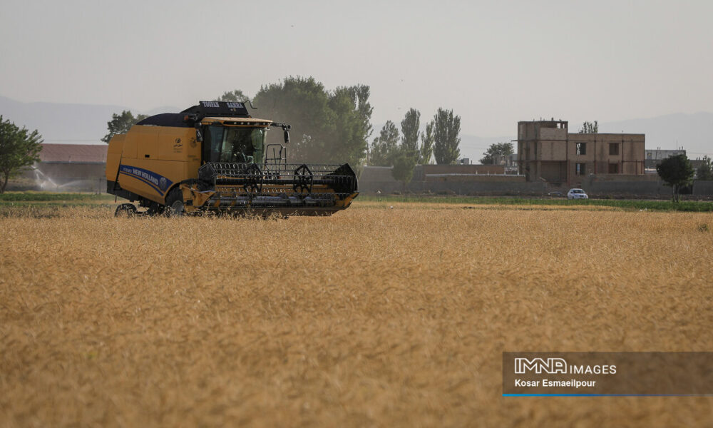 پرداخت ۱۰۰ درصدی مطالبات گندمکاران تا مهر / دولت تمام بدهی خرید تضمینی گندم را تسویه کرد