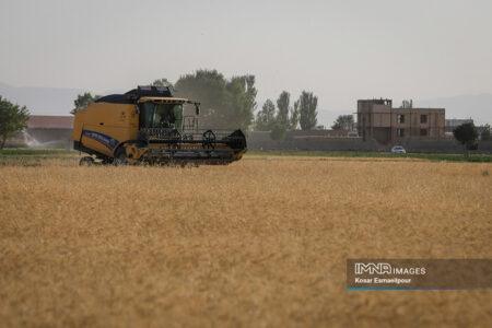 پرداخت ۱۰۰ درصدی مطالبات گندمکاران تا مهر / دولت تمام بدهی خرید تضمینی گندم را تسویه کرد