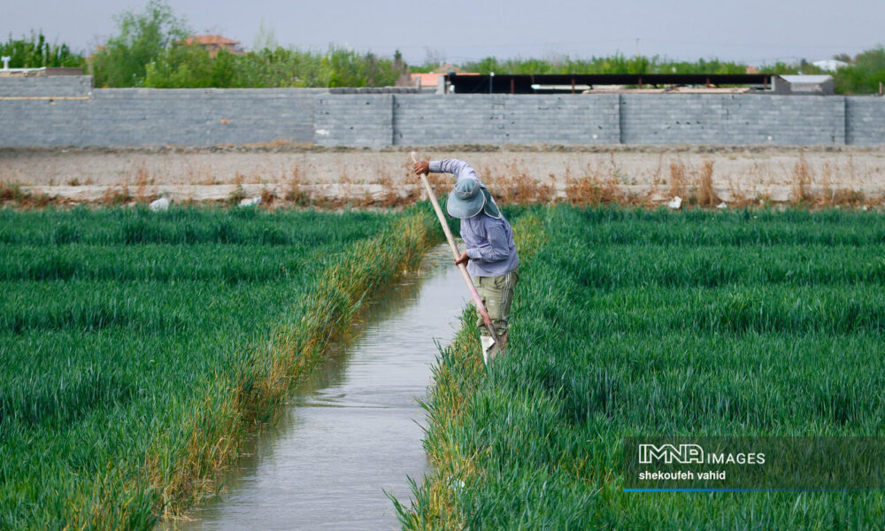 تقویت دیپلماسی اقتصادی و تجارت آب مجازی، راهبرد تازه بخش کشاورزی تقویت دیپلماسی اقتصادی و تجارت آب مجازی، راهبرد تازه بخش کشاورزی