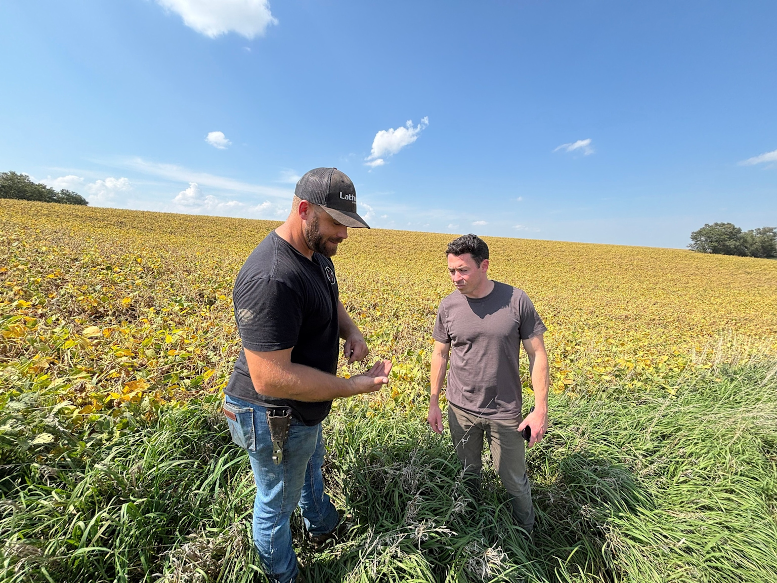 Farmers examining mature soybean crop in the United States amid agricultural crisis