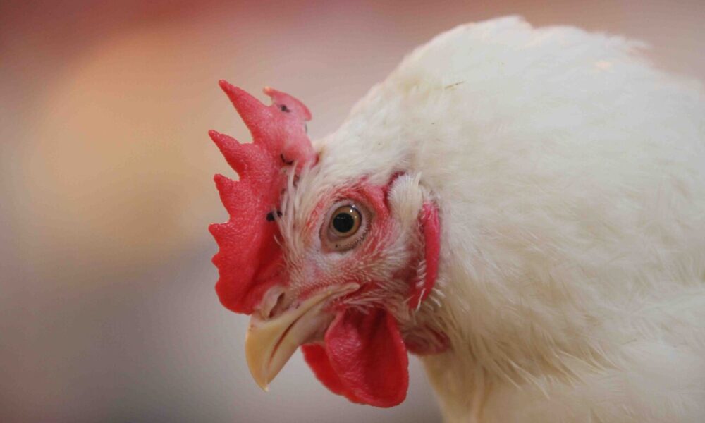 ایران سالانه ۳ میلیون تن گوشت مرغ تولید می‌کند