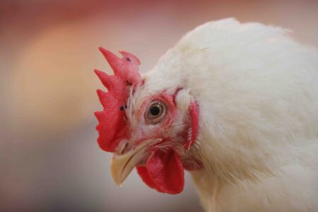 ایران سالانه ۳ میلیون تن گوشت مرغ تولید می‌کند