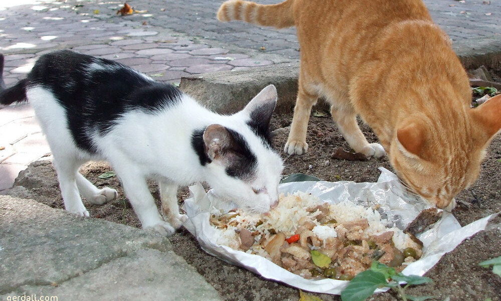 جایی برای ریختن غذای حیوانات فراهم شود