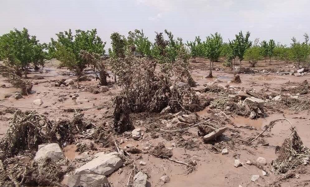 ۱.۵ همت غرامت به کشاورزان خسارت دیده پرداخت شد ۱.۵ همت غرامت به کشاورزان خسارت دیده پرداخت شد