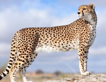 ویدیویی از یوز ایرانی و ۴ توله او را ببینید