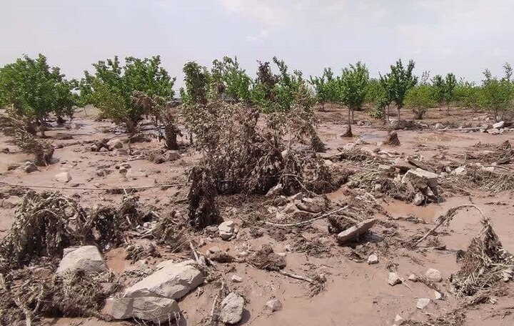 ۱.۵ همت غرامت به کشاورزان خسارت دیده پرداخت شد