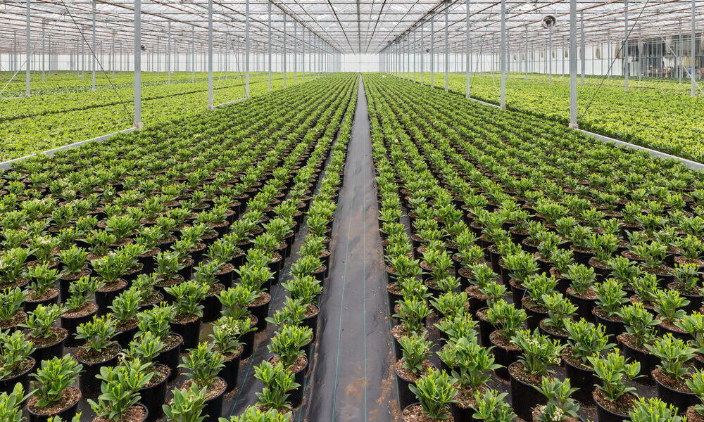 کاهش ۲۶ میلیارد مترمکعبی آب کشاورزی/ کشاورزان قربانی سیاست‌های غلط گذشته