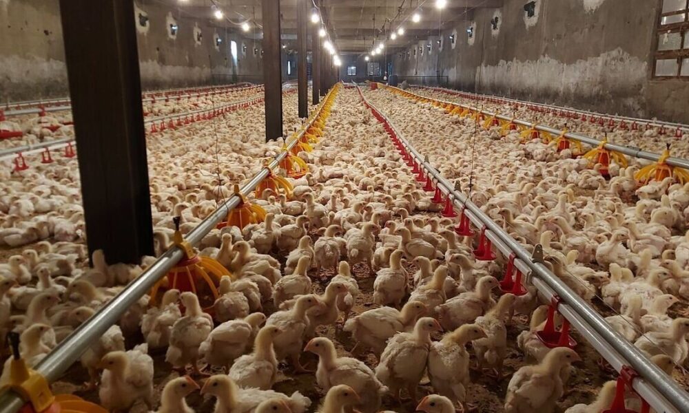 شایعه استفاده از تریاک در مرغ‌های گوشتی تکذیب شد