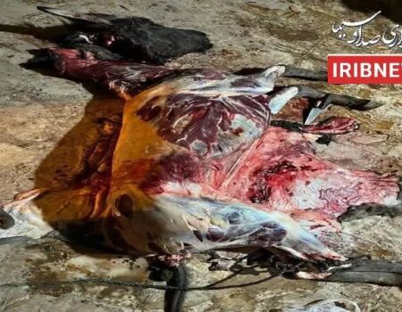 الاغ ذبح شده