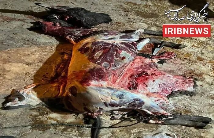 استفاده گوشت الاغ در یک رستوران؛ متخلفان حین جرم بازداشت شدند +عکس الاغ ذبح شده