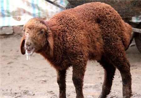 تب برفکی به انسان منتقل می‌شود؟