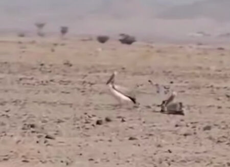 ببینید: دریاچه ارومیه تبدیل به کویر شده