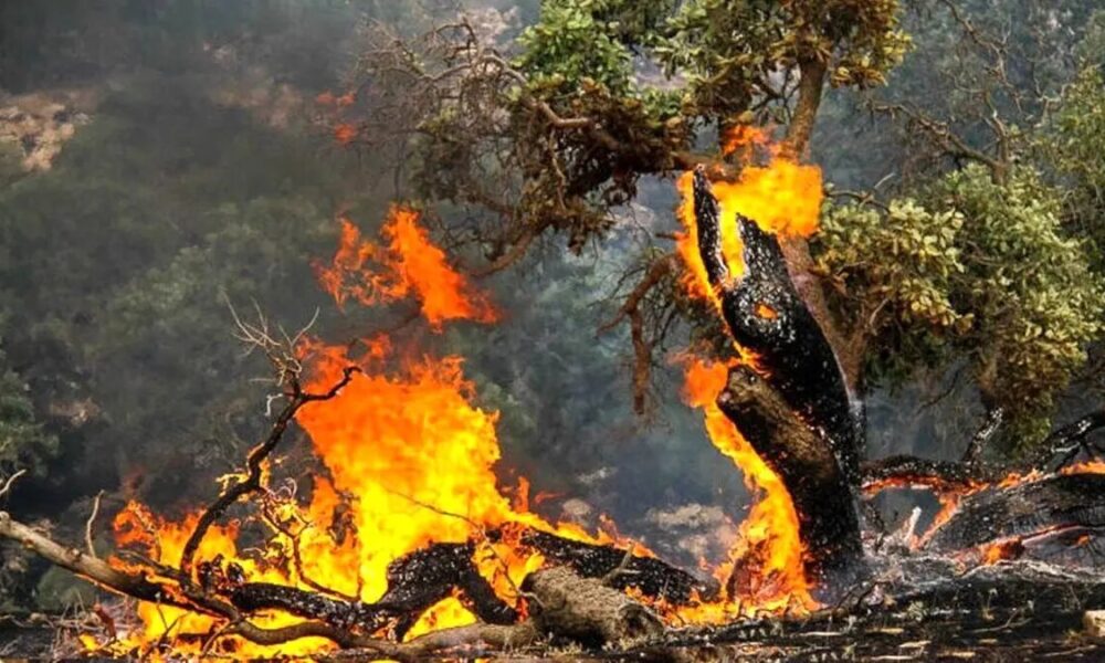 اعزام سه بالگرد برای مهار آتش‌سوزی؛ وضعیت جنگل‌های شمال خطرناک است