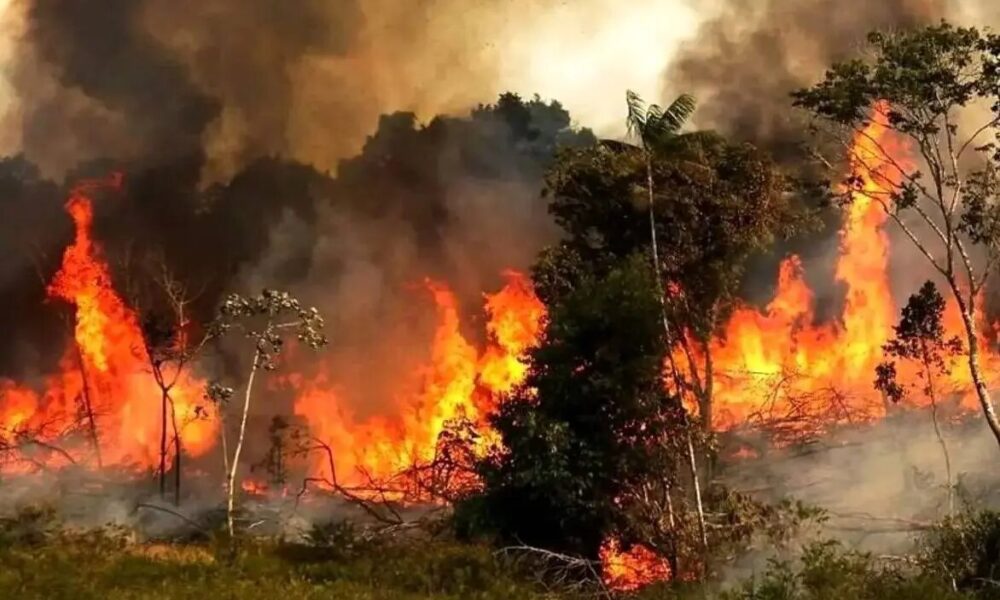 با مقصران آتش‌سوزی جنگل‌های الیت برخورد کنید