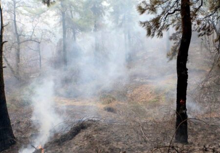 تداوم آتش‌سوزی‌های جنگلی؛ مدعی العموم کجاست؟