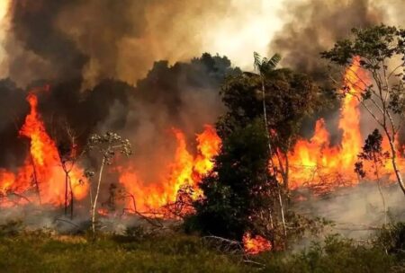 فردی که جنگل‌های هیرکانی را به آتش کشید بازداشت شد