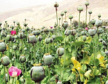 کشت خشخاش کلید می‌خورد؟